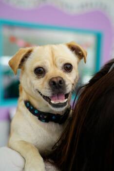 Pug and Chihuahua Dogs Available for Adoption in Pasadena, California - Vinny | PetCurious