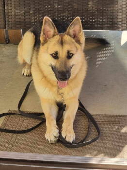 Rescue German Shepherd Dog Dogs for Adoption in Chandler, Arizona - PALOMO | PetCurious