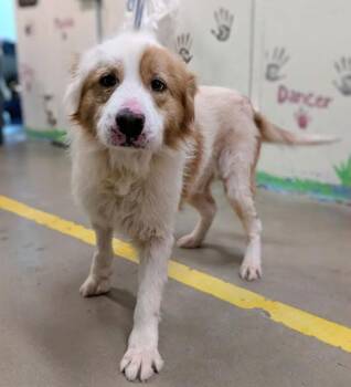 Shar Pei Dogs Available for Adoption - 4330 Dave | PetCurious