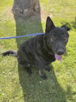 Emma -  Shepherd Dog Available for Adoption in Victorville, California - Emma | PetCurious