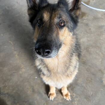 Ken -  German Shepherd Dog Dog for Adoption in Covington, Louisiana - Ken | PetCurious