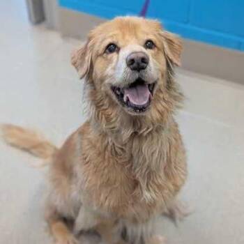 Kami -  Golden Retriever and Mixed Breed Dog for Adoption in Nampa, Idaho - Kami | PetCurious