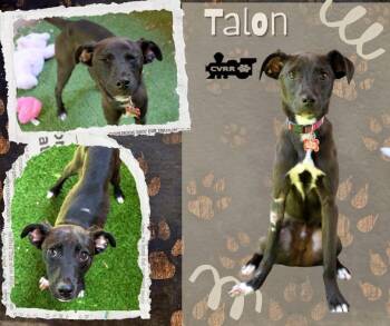 Talon -  Chihuahua and Terrier Dog for Adoption in Lindsay, California - Talon | PetCurious