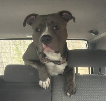 Judge (Courtesy Post) -  American Staffordshire Terrier Dog for Adoption in Sylva, North Carolina - Judge (Courtesy Post) | PetCurious