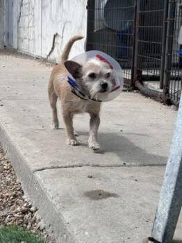 Frank -  Mixed Breed Dog for Adoption in New Orleans, Louisiana - Frank | PetCurious