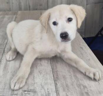 Icee -  Mixed Breed Dog for Adoption in Shreveport, Louisiana - Icee | PetCurious