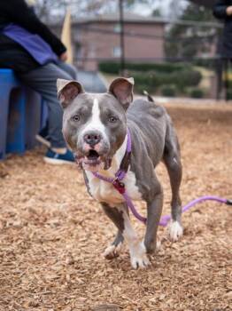 Mixed Breed Dogs Available for Adoption in Chamblee, Georgia - Slate | PetCurious