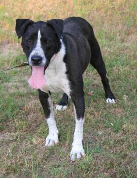 Oliver -  Pointer and Great Dane Dog for Adoption in Attalla, Alabama - Oliver | PetCurious