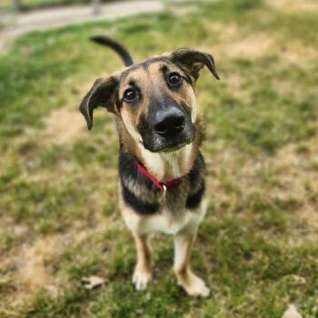 Arlo -  Basset Hound and German Shepherd Dog Dog for Adoption in Fenton, Michigan - Arlo | PetCurious
