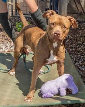 Mixed Breed Dogs Available for Adoption in Chamblee, Georgia - Smiles | PetCurious