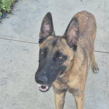 SAMSUNG -  Belgian Shepherd Malinois Dog for Adoption in San Antonio, Texas - SAMSUNG | PetCurious