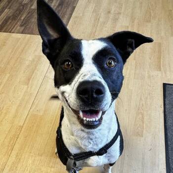 American Staffordshire Terrier Dogs Available for Adoption - JoJo | PetCurious