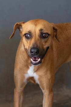 Rescue Whippet and Pointer Dogs for Adoption in New York, New York - Annie | PetCurious