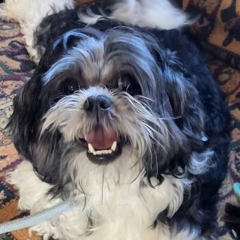 Princess -  Shih Tzu Dog for Adoption in Hagerstown, Maryland - Princess | PetCurious