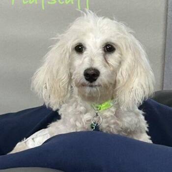 Flagstaff -  Havanese Dog for Adoption in Broken Arrow, Oklahoma - Flagstaff | PetCurious