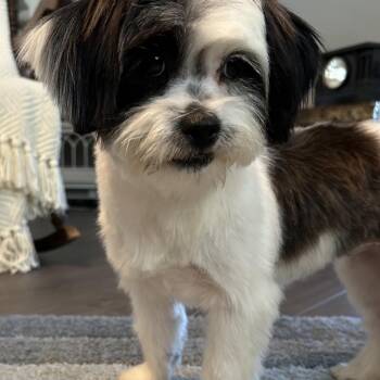 Annie -  Shih Tzu and Mixed Breed Dog for Adoption in Fresno, California - Annie | PetCurious