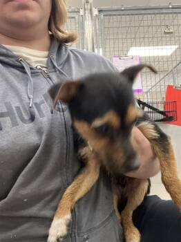 Dachshund and Mixed Breed Dogs Available for Adoption in Omaha, Nebraska - ATTICUS | PetCurious