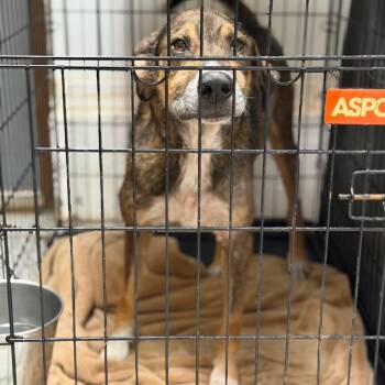 Brownie -  Shepherd and Mixed Breed Dog for Adoption in Fort Smith, Arkansas - Brownie | PetCurious