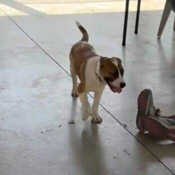 Saint Bernard and Retriever Dogs Available for Adoption in Columbus, North Carolina - Honey Girl | PetCurious