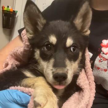 Husky and Mixed Breed Dogs Available for Adoption in Yuma, Arizona - Phobe | PetCurious