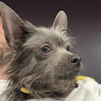 Batman -  Terrier and Mixed Breed Dog for Adoption in San Francisco, California - Batman | PetCurious