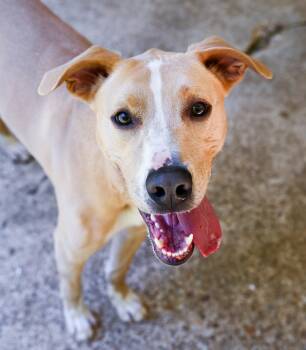 Labrador Retriever and Whippet Dogs Available for Adoption in Chattanooga, Tennessee - Arthur | PetCurious