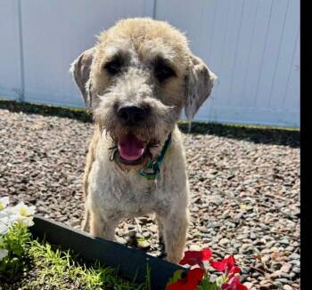 Leo -  Standard Poodle Dog for Adoption in Brooklyn Center, Minnesota - Leo | PetCurious