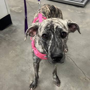 Melrose -  Greyhound and Mixed Breed Dog for Adoption in Tampa, Florida - Melrose | PetCurious