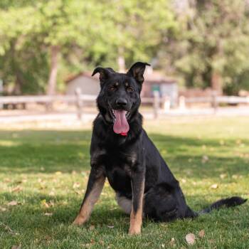 Gunnison Toby -  German Shepherd Dog Dog for Adoption in Denver, Colorado - Gunnison Toby | PetCurious