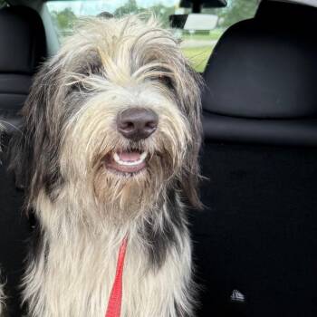 Ace -  Old English Sheepdog Dog for Adoption in Lake Jackson, Texas - Ace | PetCurious