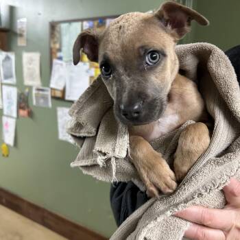 Rescue Pit Bull Terrier Dogs for Adoption in Newborn, Georgia - NOVA | PetCurious