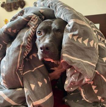 Moxie -  American Staffordshire Terrier and Mixed Breed Dog for Adoption in New York, New York - Moxie | PetCurious