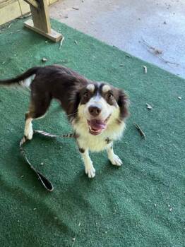 Rescue Australian Shepherd Dogs for Adoption in Ontario, California - Macy GA | PetCurious