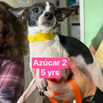 Chihuahua Dogs Available for Adoption in Tampa, Florida - Azucar 2 | PetCurious