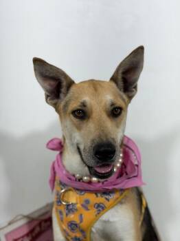 Lexa-One of our Amazing Rescue Dogs -  Carolina Dog and Golden Retriever Dog for Adoption in Carlsbad, California - Lexa-One Of Our Amazing Rescue Dogs | PetCurious