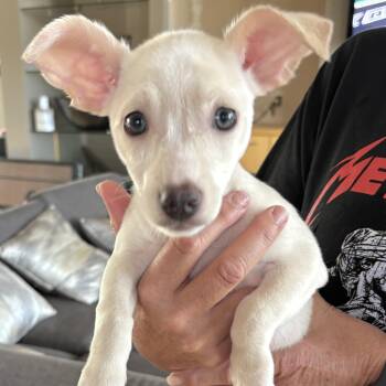 Tilly -  Chiweenie and Mixed Breed Dog for Adoption in Shakopee, Minnesota - Tilly | PetCurious