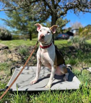 Rescue Staffordshire Bull Terrier Dogs for Adoption in Santa Monica, California - Ben | PetCurious