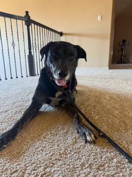 NICHOLAS (IL) -  Black Labrador Retriever Dog for Adoption in Klein, Texas - NICHOLAS (IL) | PetCurious