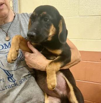 Pup Independence -  Shepherd and Hound Dog for Adoption in Washington, District Of Columbia - Pup Independence | PetCurious