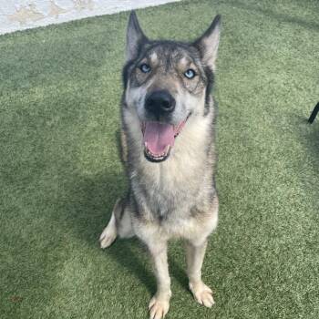 Shakira -  Siberian Husky and Shepherd Dog for Adoption in Long Beach, California - Shakira | PetCurious