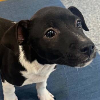 Roxanne -  Terrier Dog for Adoption in Bethel, Connecticut - Roxanne | PetCurious