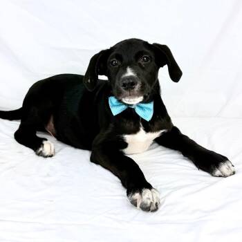 Tarentino - Local October 9-11 -  Shepherd and Labrador Retriever Dog for Adoption in Brookshire, Texas - Tarentino - Local October 9-11 | PetCurious