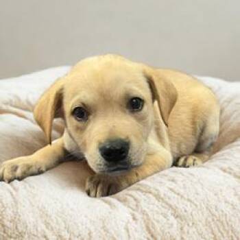 NY Trek Avail Jun 13 (Choice Pet Carmel) -  Labrador Retriever and Pit Bull Terrier Dog for Adoption in Stormville, New York - NY Trek Avail Jun 13 (Choice Pet Carmel) | PetCurious