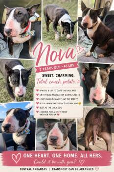 Bull Terrier Dogs Available for Adoption in Glenwood, Arkansas - Nova | PetCurious