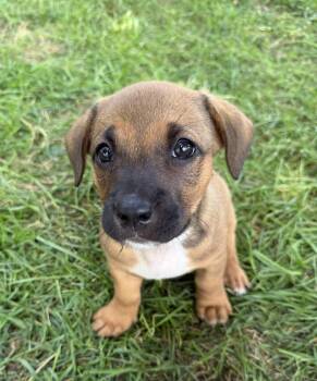 Bacon -  American Bully Dog for Adoption in Lisbon, Iowa - Bacon | PetCurious