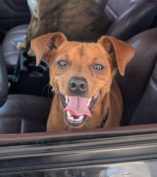 Hugo -  Miniature Pinscher Dog for Adoption in Pinellas Park, Florida - Hugo | PetCurious