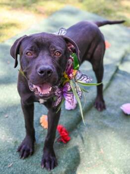 Mixed Breed Dogs Available for Adoption in Chamblee, Georgia - Zahir | PetCurious