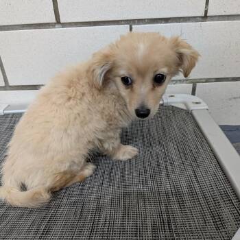 Mixed Breed Dogs Available for Adoption in Greenville, Pennsylvania - Cotton | PetCurious