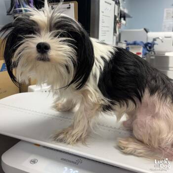 Arlo -  Shih Tzu Dog for Adoption in Washington, District Of Columbia - Arlo | PetCurious