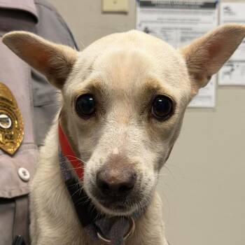 Tora -  Chihuahua Dog for Adoption in Yuma, Arizona - Tora | PetCurious